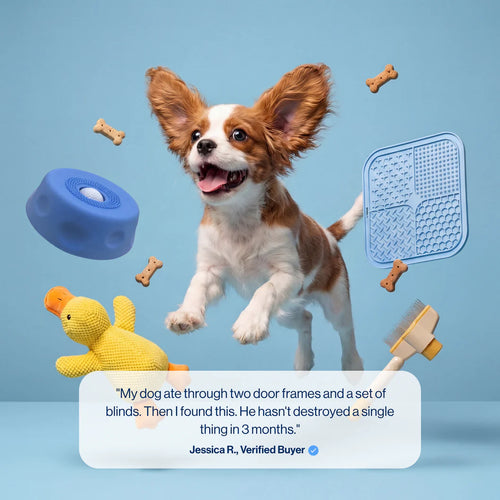 The Bowl That Turns Off Your Dog's Anxiety